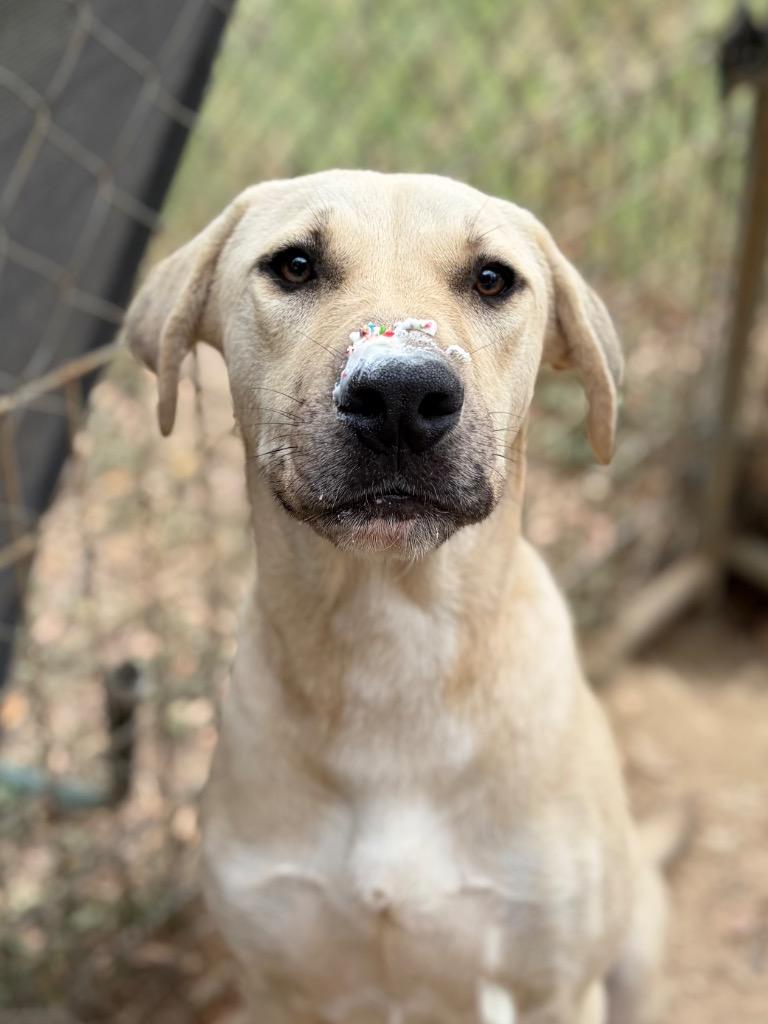 Enlarge August, a Adoptable mixed breed in Lockhart, TX image 5/5