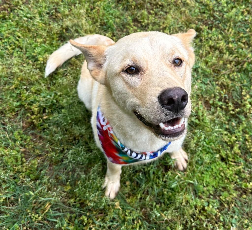 Coby Jack, Adoptable, Adult Male Shepherd & Husky.