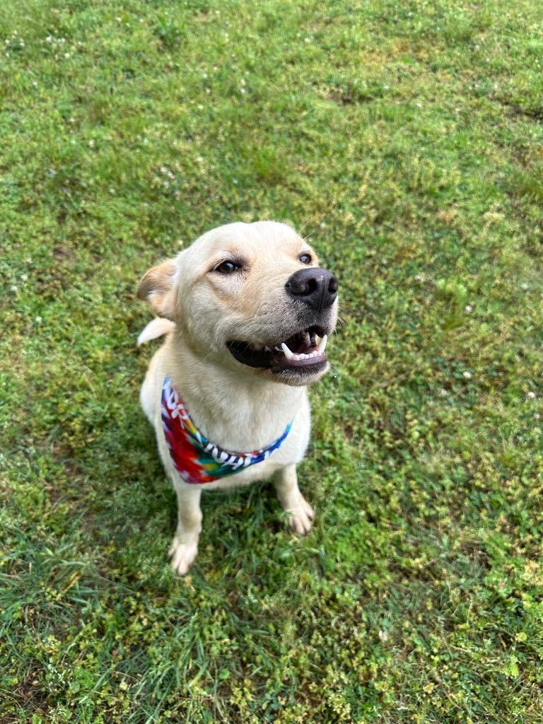 Enlarge Coby Jack, a Adoptable mixed breed in Little Rock, AR image 2/2