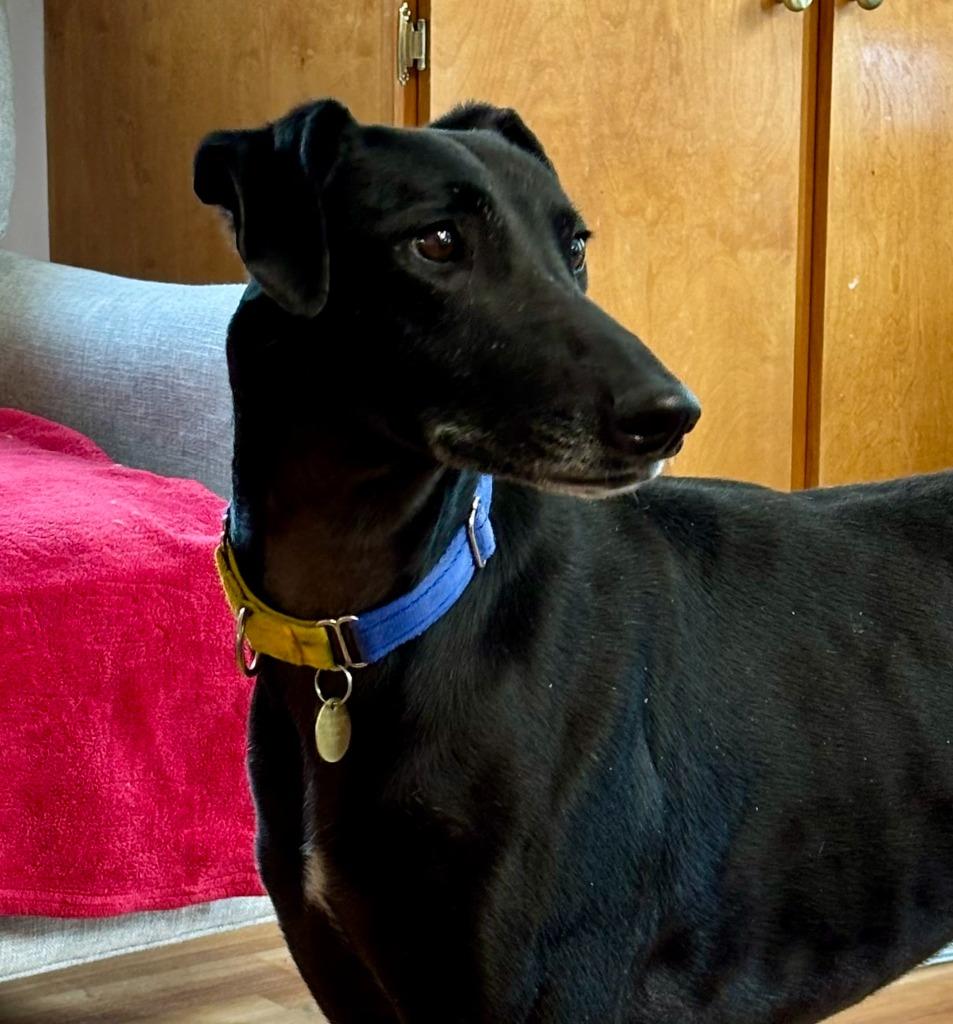 Goya, Adoptable, Adult Male Greyhound.