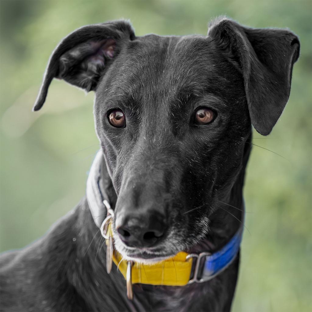 Enlarge Goya, a Adoptable Greyhound in Hopkinton, MA image 2/3