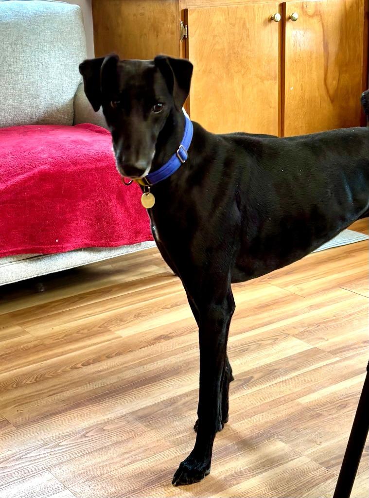 Enlarge Goya, a Adoptable Greyhound in Hopkinton, MA image 3/3