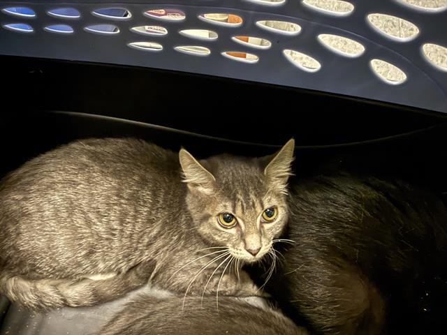 BUMPER, Adoptable, Kitten Female Domestic Short Hair.
