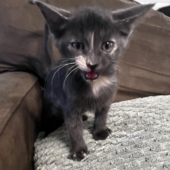 Maisie, Adoptable, Kitten Female Domestic Short Hair.