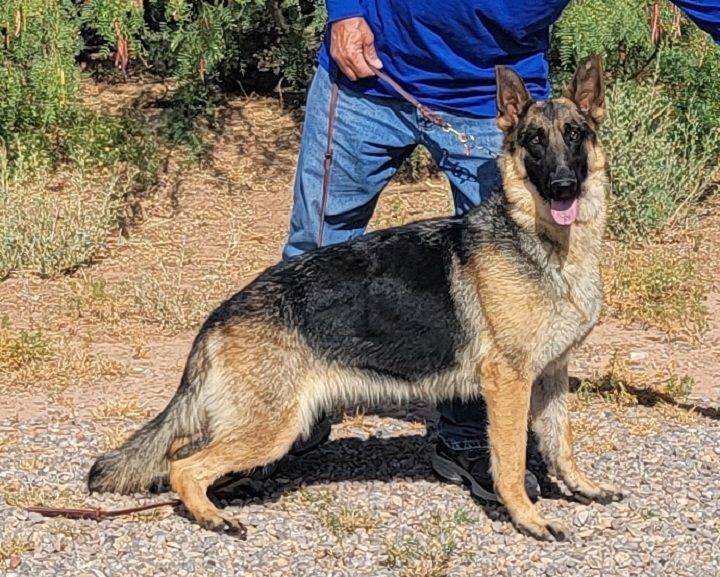 Roxy, a Adopted German Shepherd Dog in Alamogordo, NM image 1/14