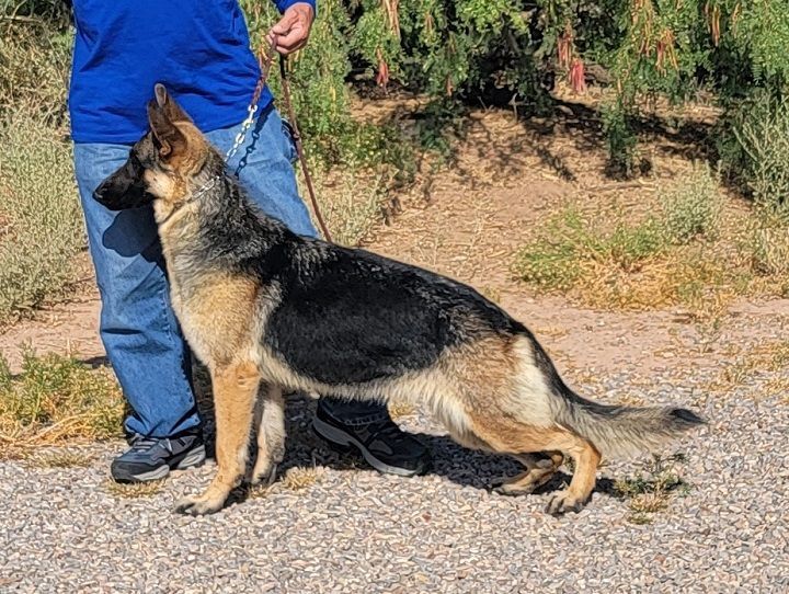 Roxy, a Adopted German Shepherd Dog in Alamogordo, NM image 3/14