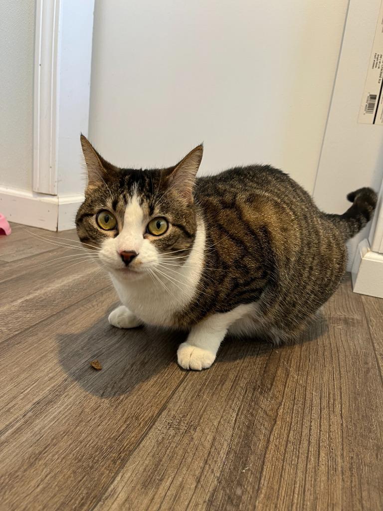 Enlarge Summer, a Adoptable Domestic Short Hair in Benld, IL image 1/1