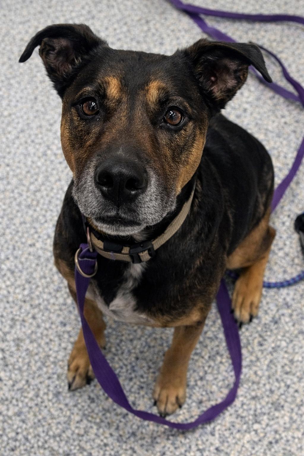 Enlarge Bruno **In Foster Home**, an adopted mixed breed in Stafford, VA image 1/1