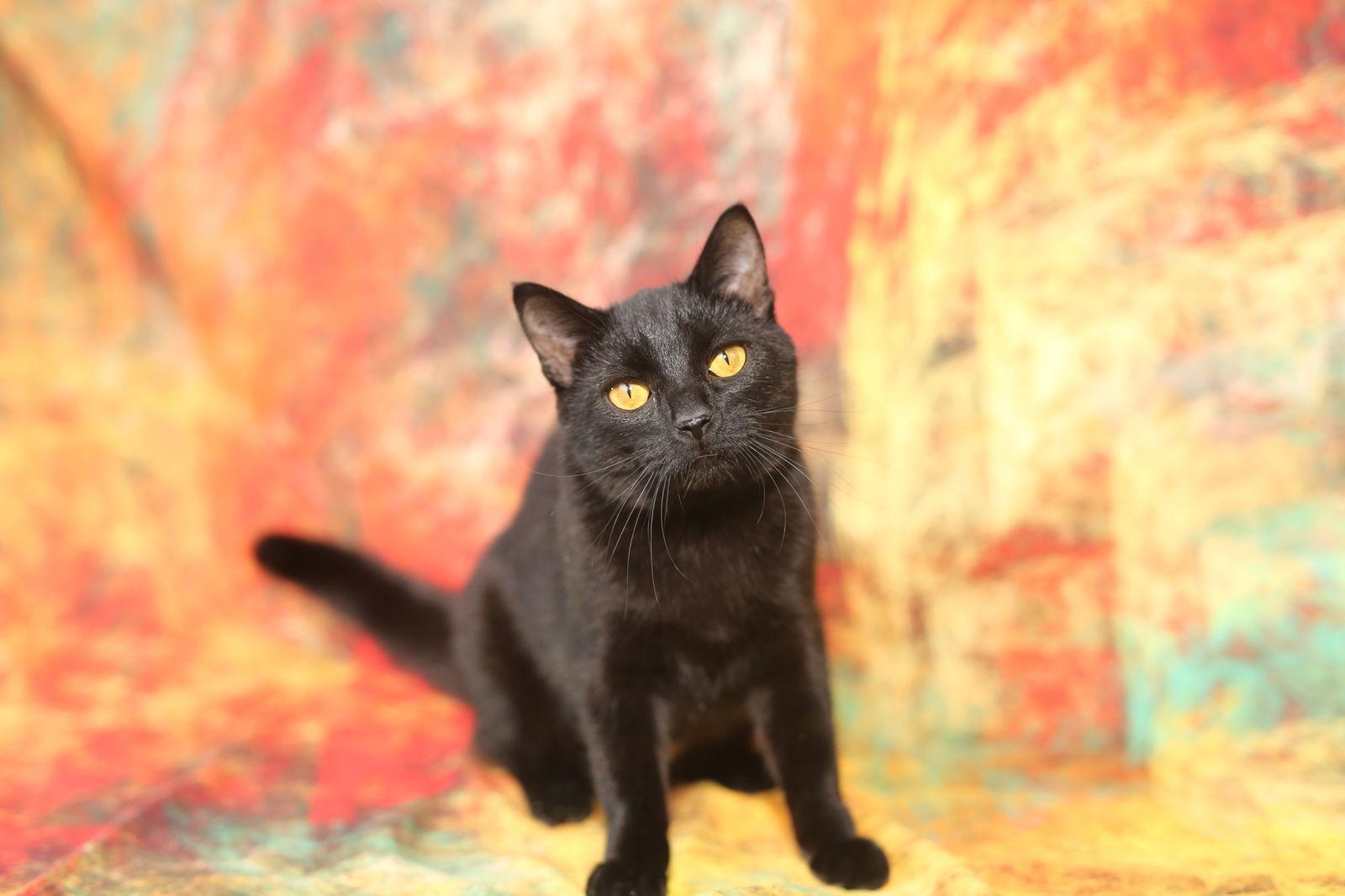 Samosa, Adopted, Young Female Domestic Short Hair.