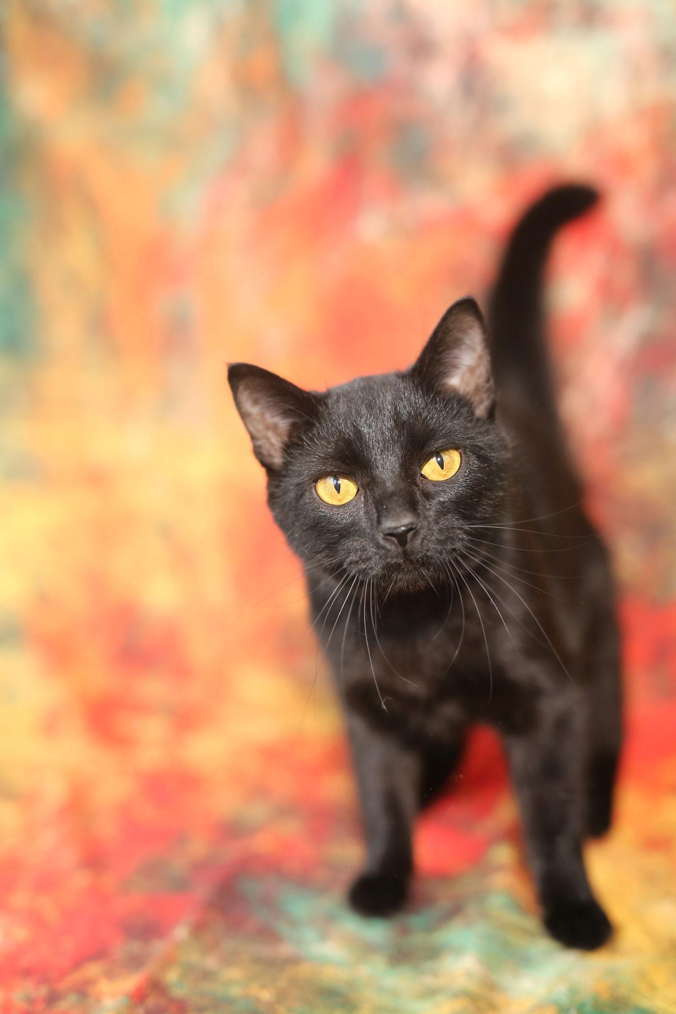 Enlarge Samosa, a Adopted Domestic Short Hair in New Prague, MN image 2/3