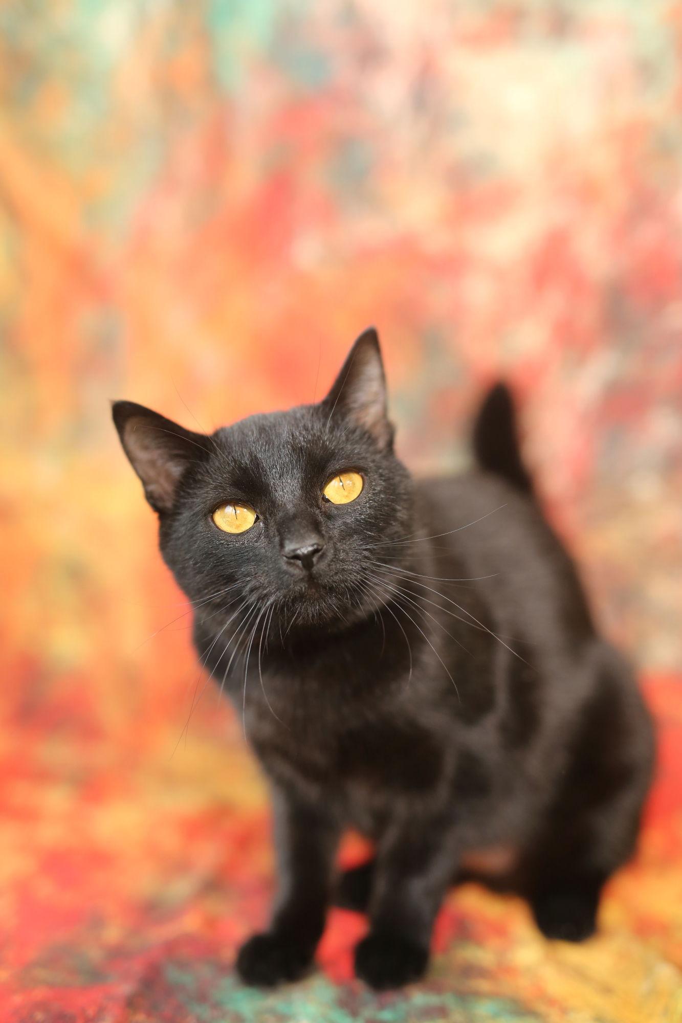 Enlarge Samosa, a Adopted Domestic Short Hair in New Prague, MN image 3/3