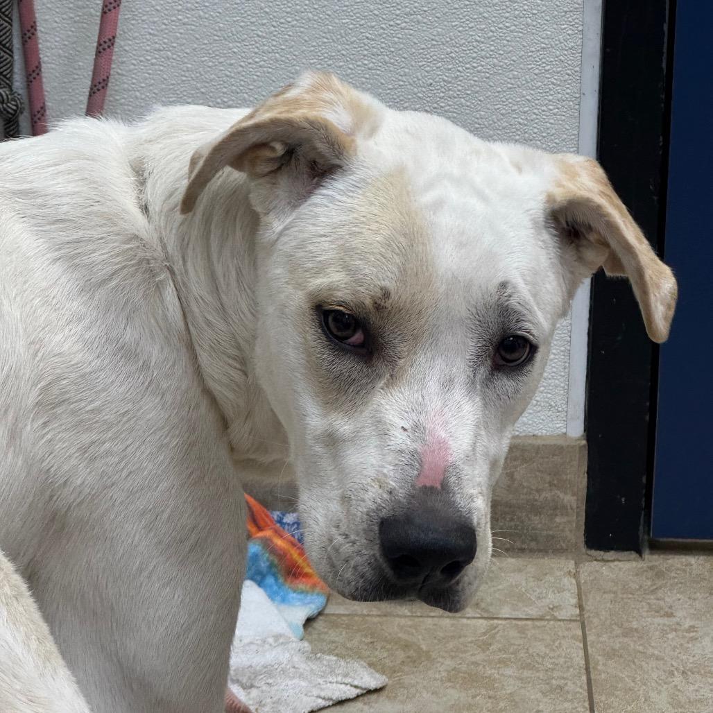 Enlarge Buddy-Roo, a Adoptable mixed breed in Galveston, TX image 1/1