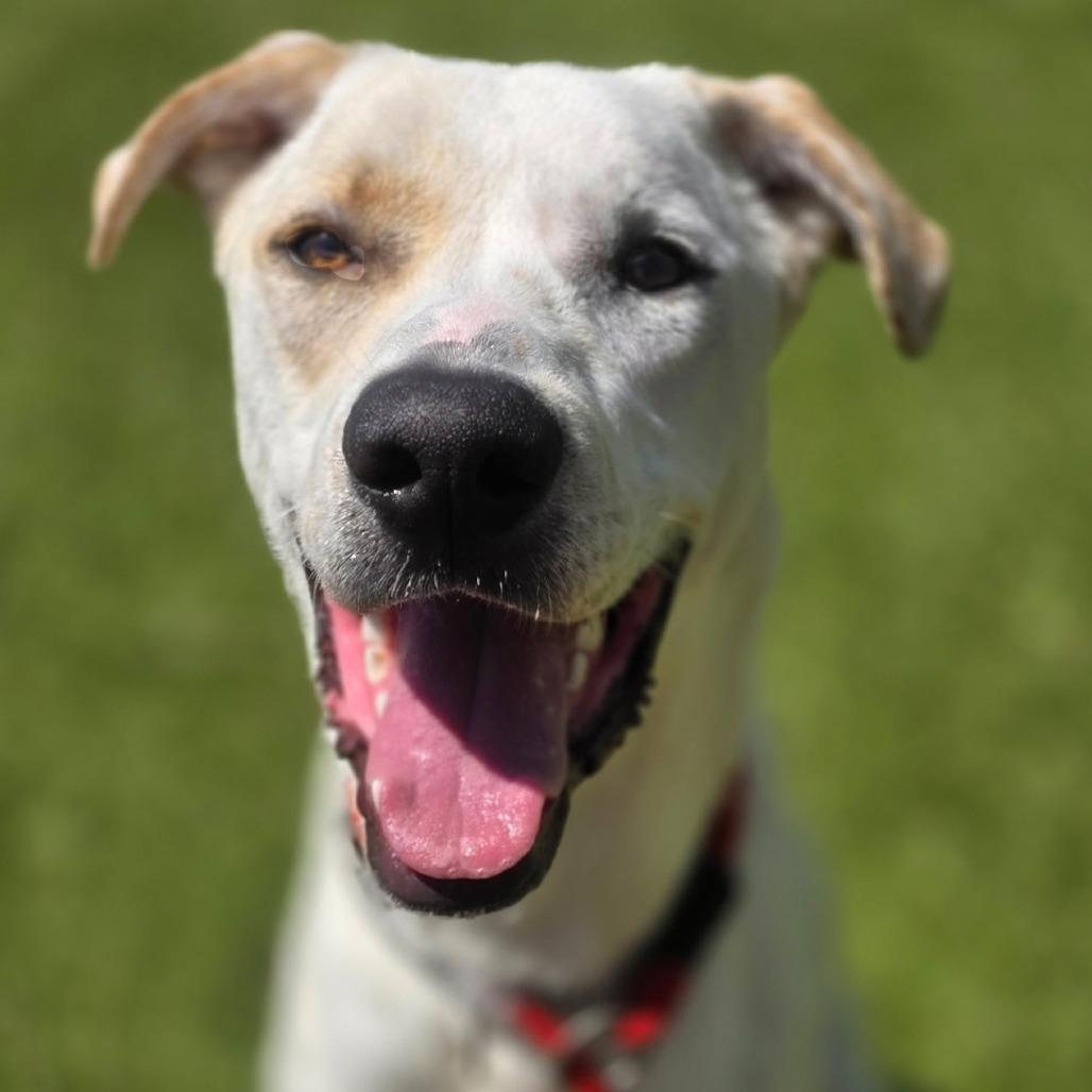 Enlarge Buddy-Roo, a Adoptable mixed breed in Galveston, TX image 2/4