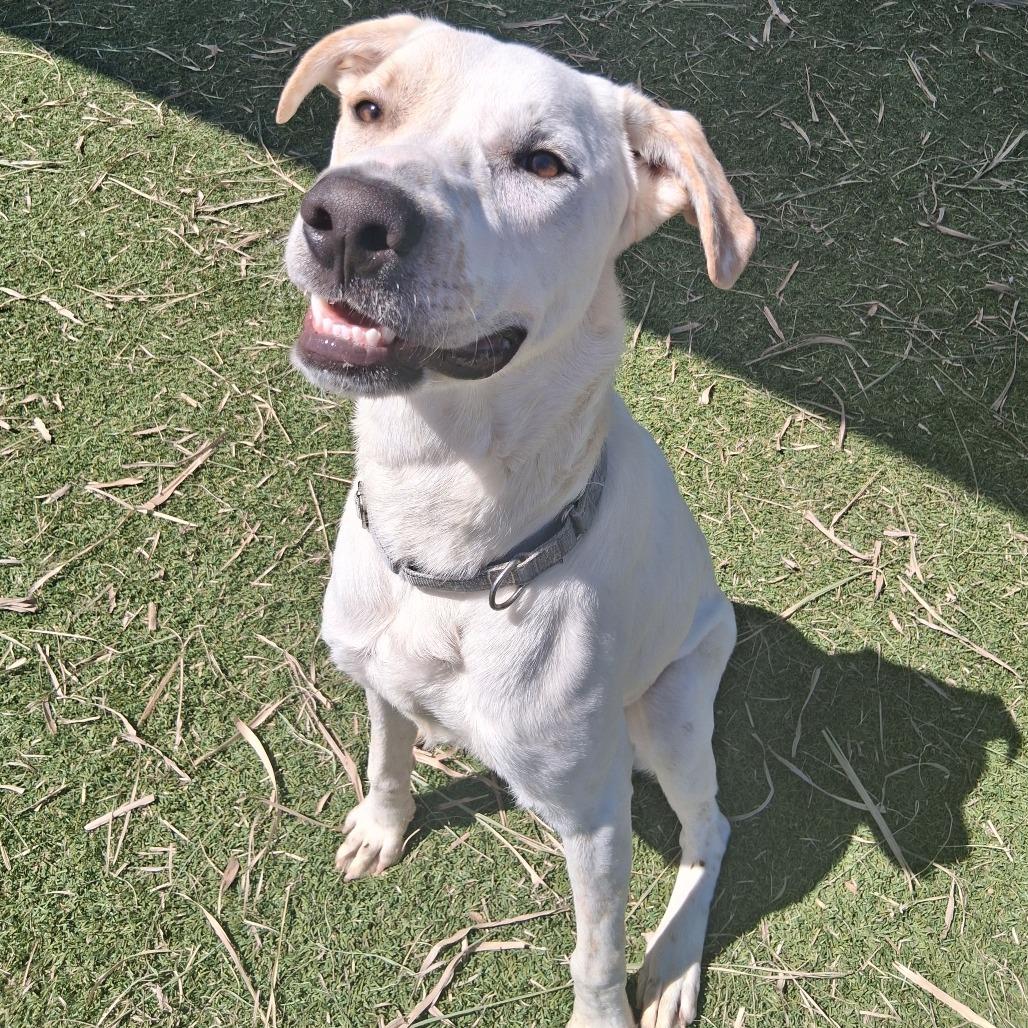 Enlarge Buddy-Roo, a Adoptable mixed breed in Galveston, TX image 3/4