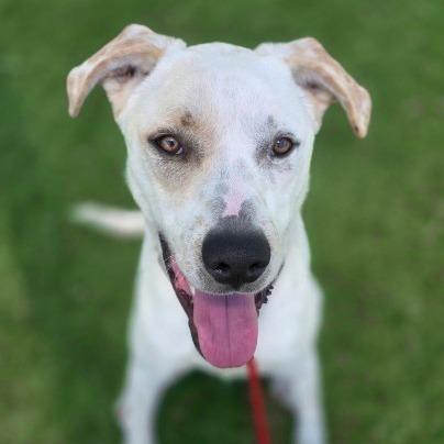 Enlarge Buddy-Roo, a Adoptable mixed breed in Galveston, TX image 4/4
