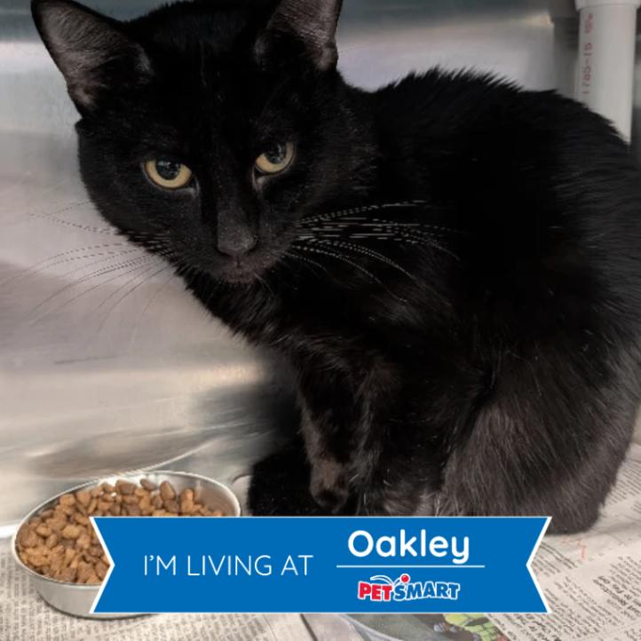 Enlarge Sumo, a Adoptable Domestic Short Hair in Cincinnati, OH image 2/2