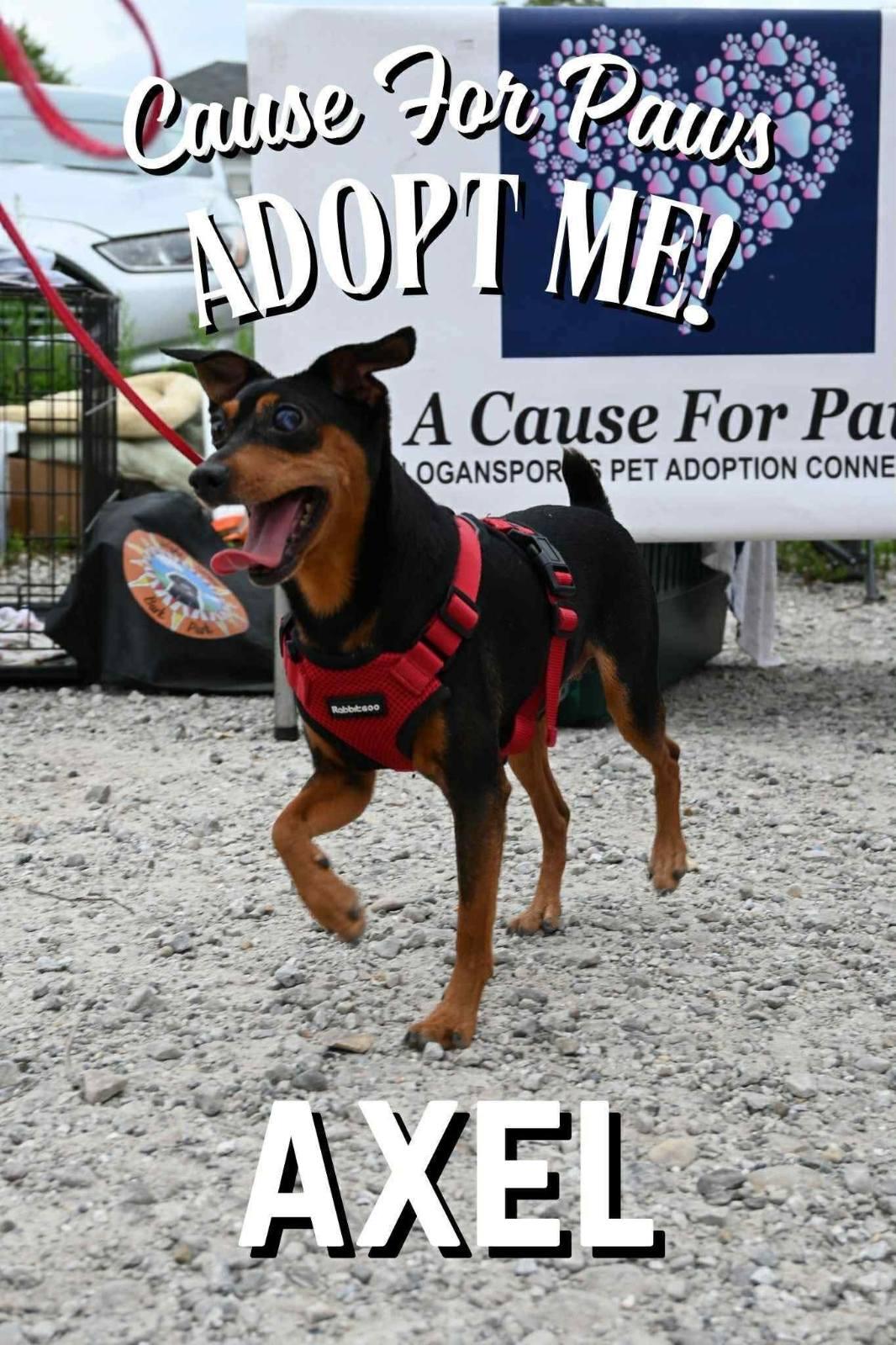 Axel, Adopted, Adult Male Miniature Pinscher.