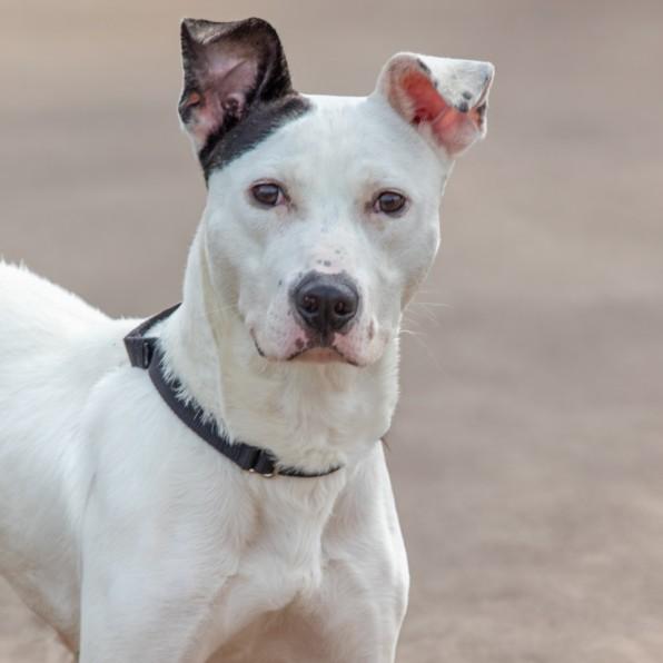 DREAMSICLE, Adoptable, Young Male Pit Bull Terrier & Mixed Breed.