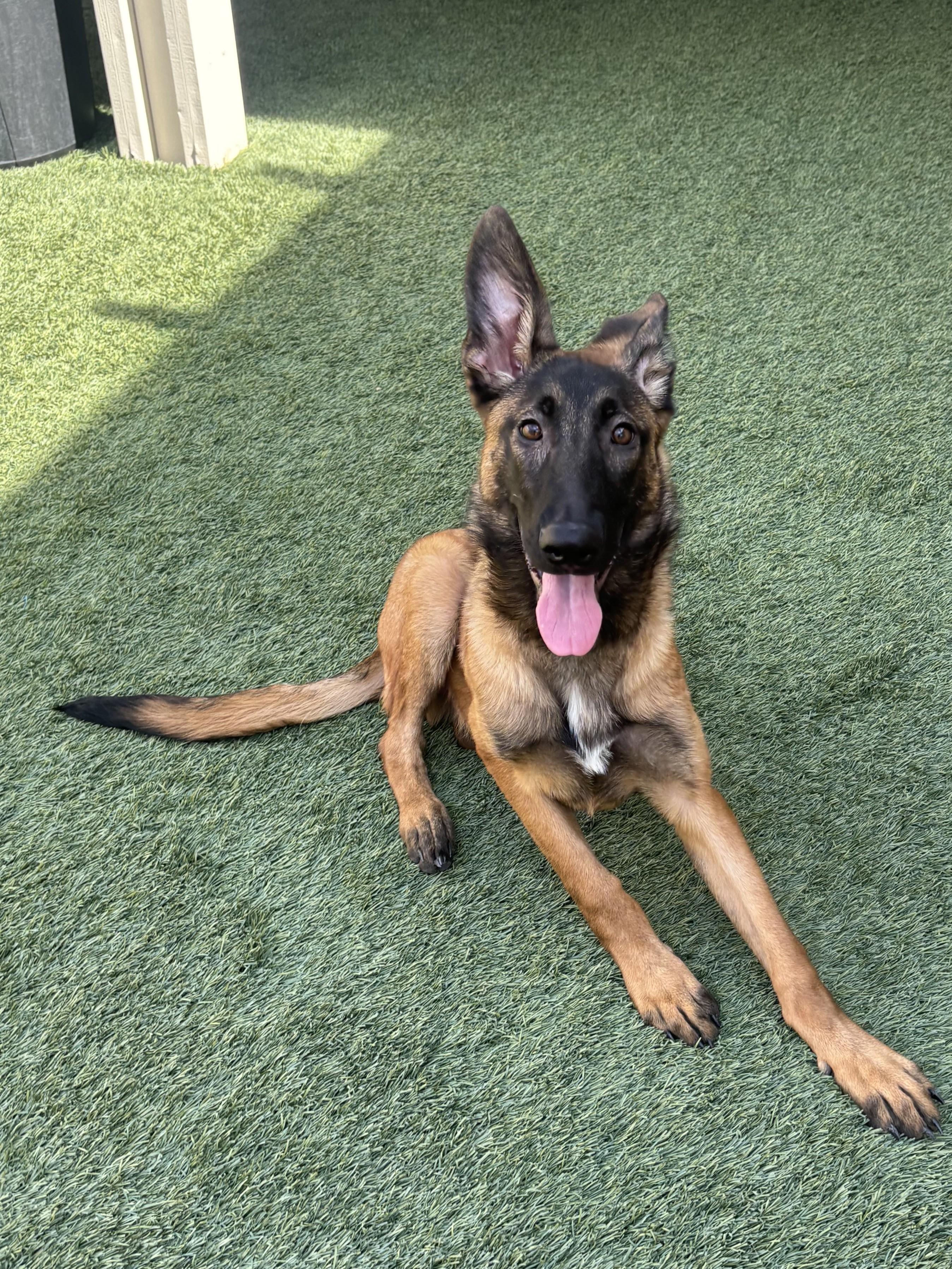 Enlarge Bart, a Adopted mixed breed in Mesquite, NV image 4/4