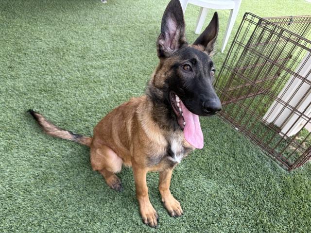 Enlarge Bart, a Adopted mixed breed in Mesquite, NV image 2/4