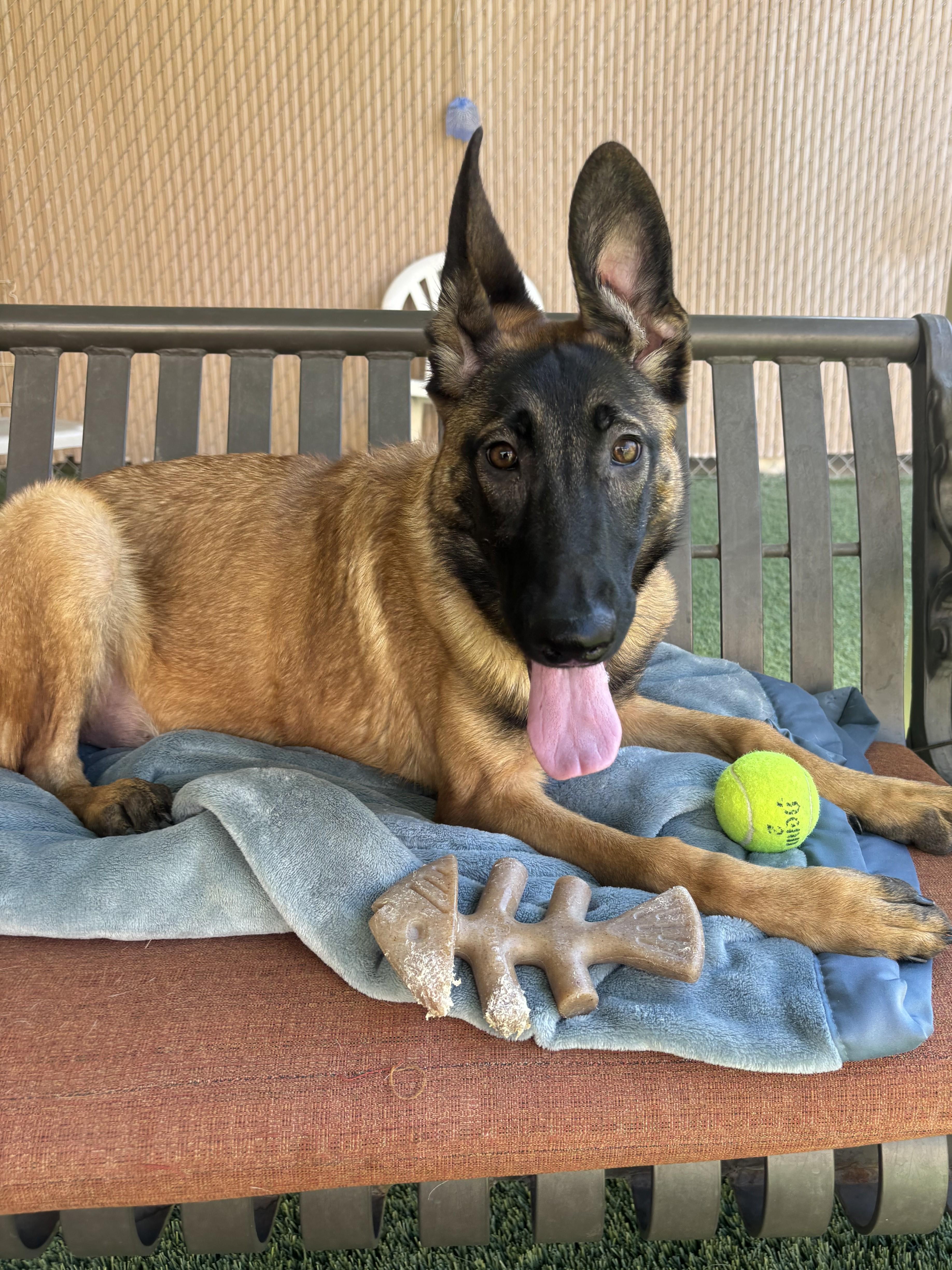 Enlarge Bart, a Adopted mixed breed in Mesquite, NV image 1/4