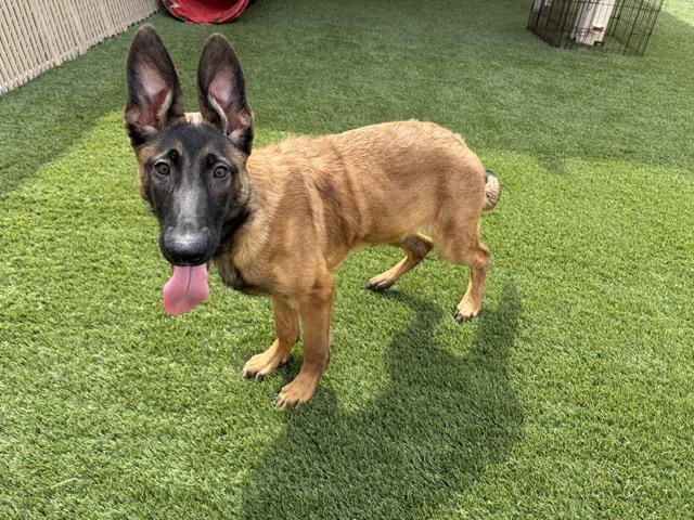 Enlarge Bart, a Adopted mixed breed in Mesquite, NV image 3/4