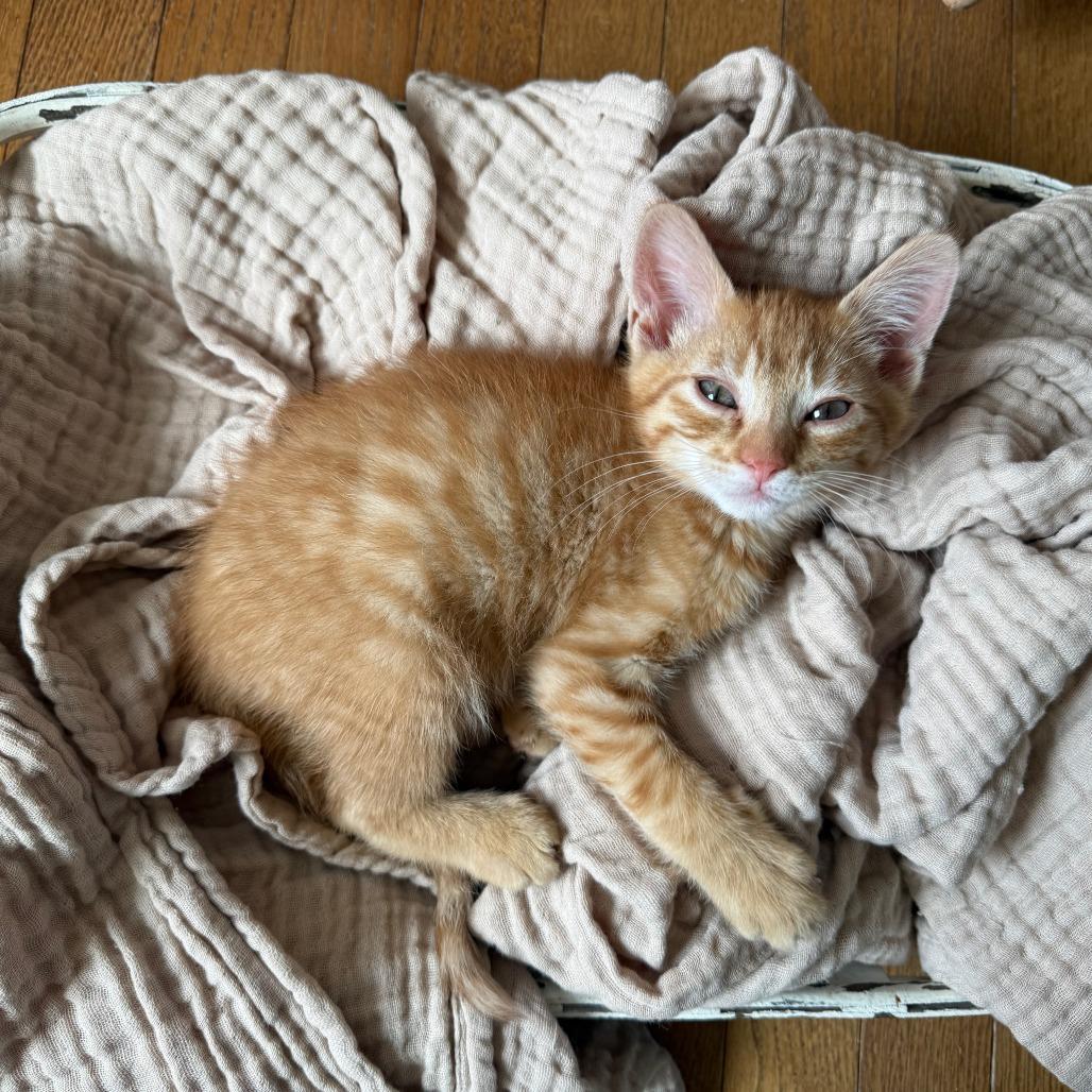 Lloyd, Adoptable, Kitten Male Domestic Short Hair.