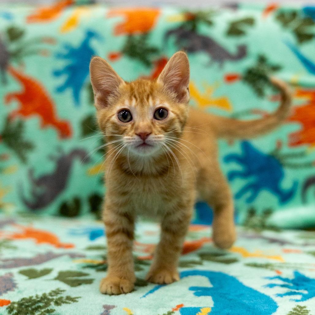 Lloyd, a Adoptable Domestic Short Hair in Chaska, MN image 2/5