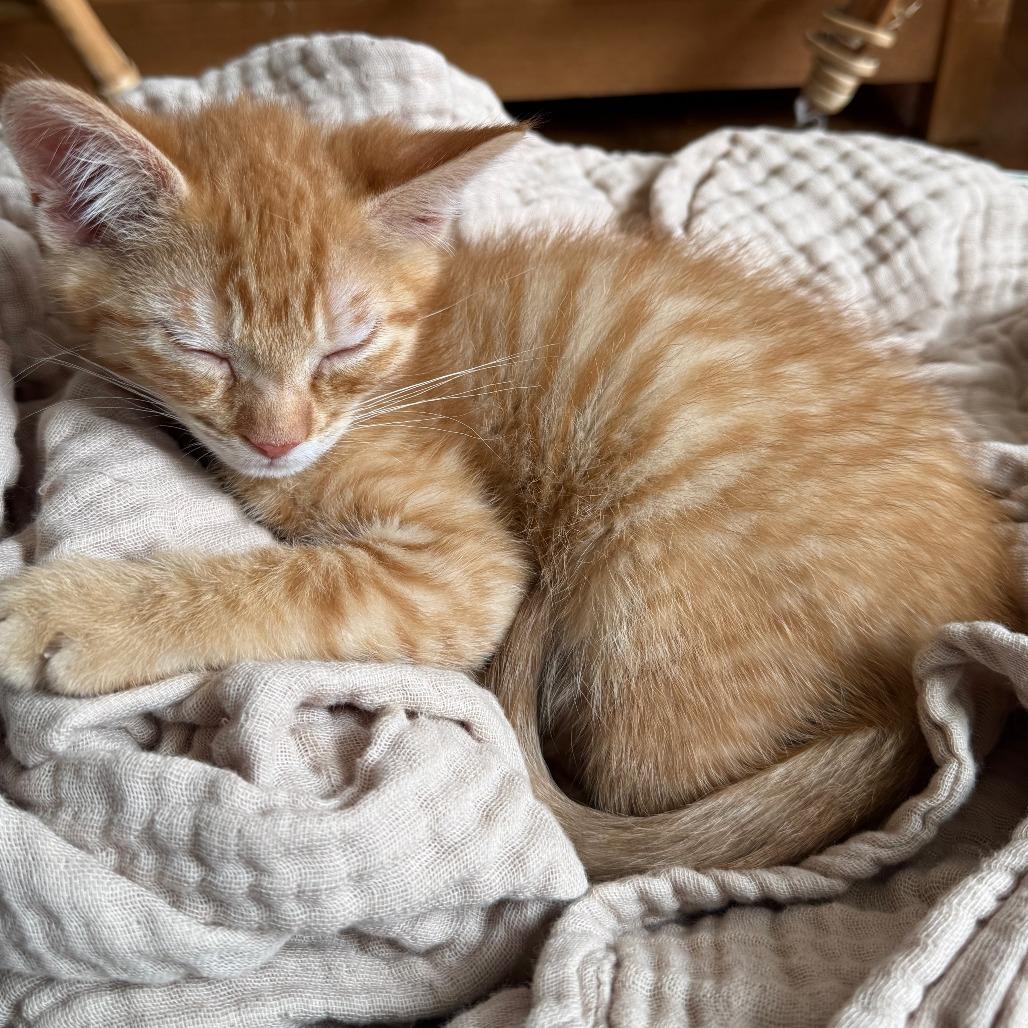 Lloyd, a Adoptable Domestic Short Hair in Chaska, MN image 3/5