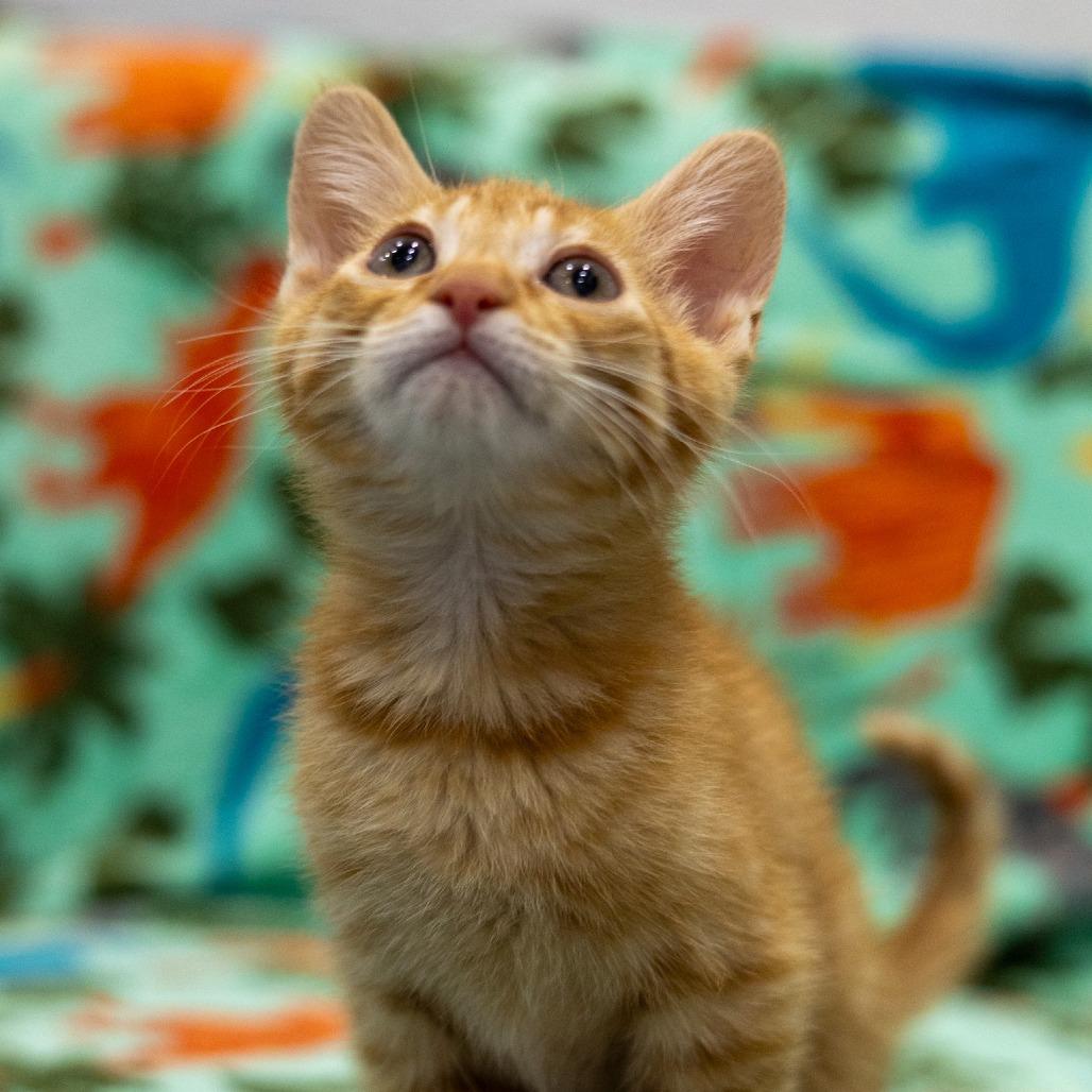 Lloyd, a Adoptable Domestic Short Hair in Chaska, MN image 4/5