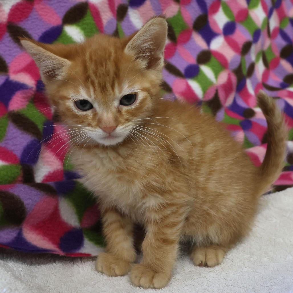 Lloyd, a Adoptable Domestic Short Hair in Chaska, MN image 5/5