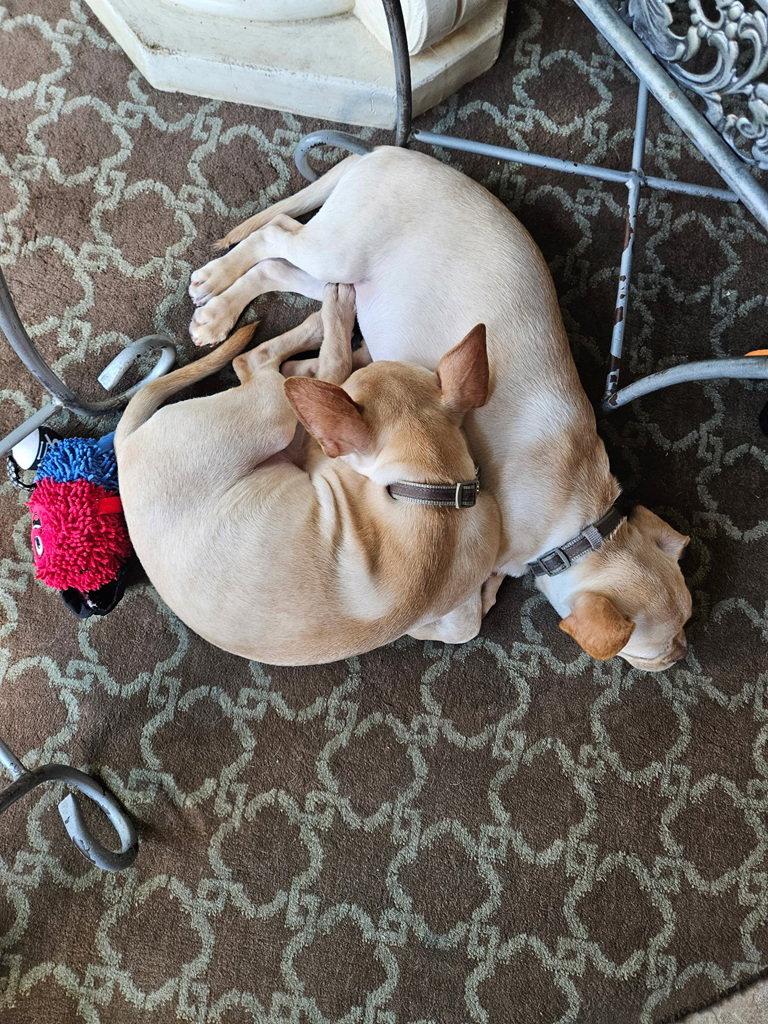 Enlarge Pudge CA - JUST ARRIVED!, a Adopted mixed breed in Hillside, IL image 2/3