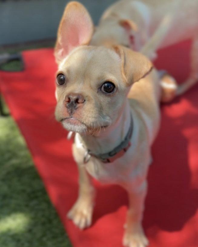 Enlarge Pudge CA - JUST ARRIVED!, a Adopted mixed breed in Hillside, IL image 3/3