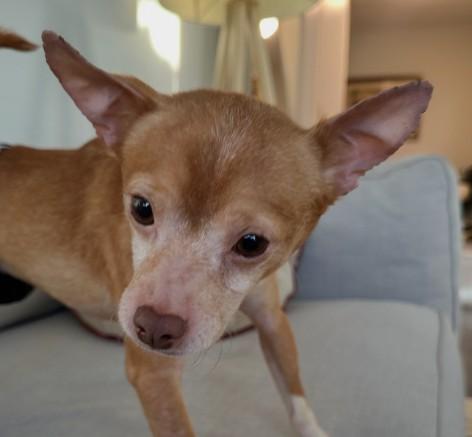 Enlarge Bo, a Adoptable Chihuahua in Plainfield, IL image 2/6