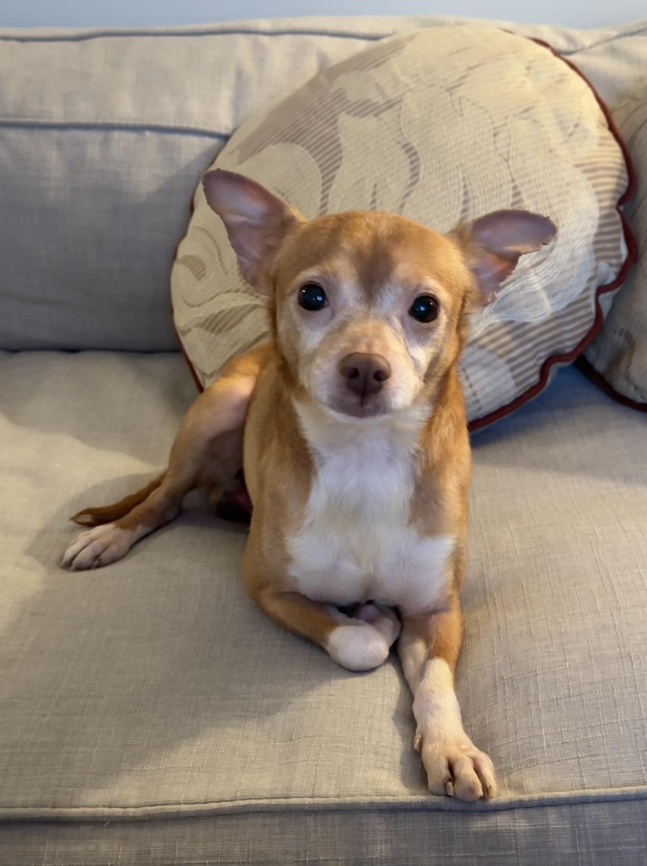 Enlarge Bo, a Adoptable Chihuahua in Plainfield, IL image 4/6