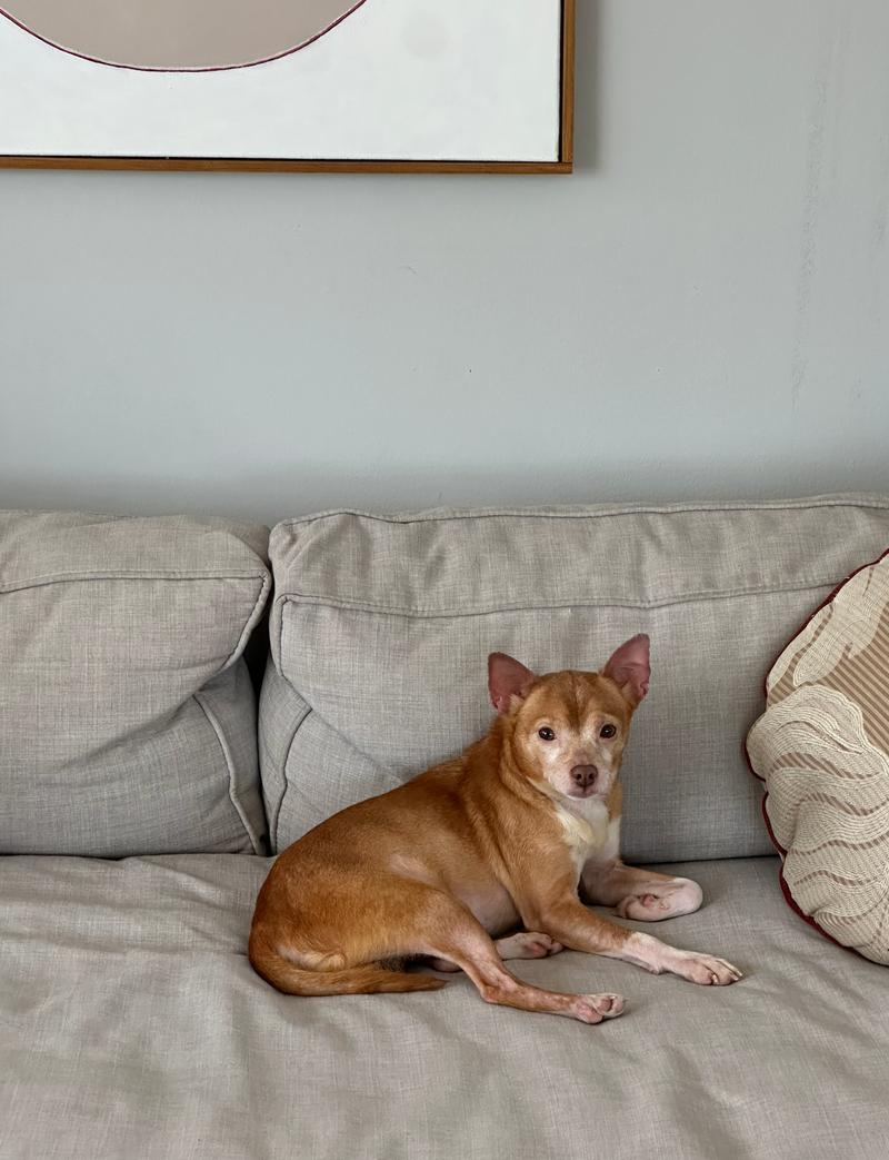 Enlarge Bo, a Adoptable Chihuahua in Plainfield, IL image 5/6