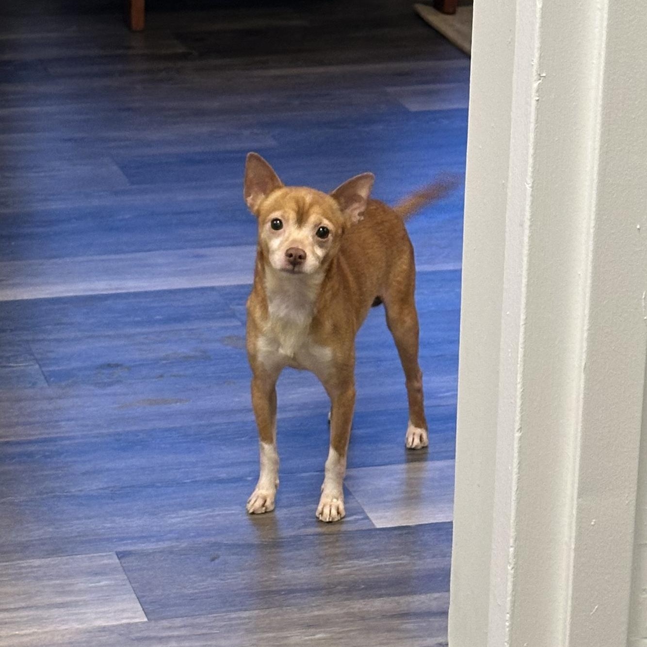 Enlarge Bo, a Adoptable Chihuahua in Plainfield, IL image 6/6