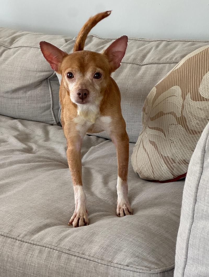 Enlarge Bo, a Adoptable Chihuahua in Plainfield, IL image 3/6