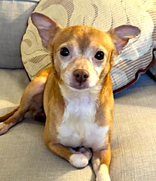 Enlarge Bo, a Adoptable Chihuahua in Plainfield, IL image 1/6