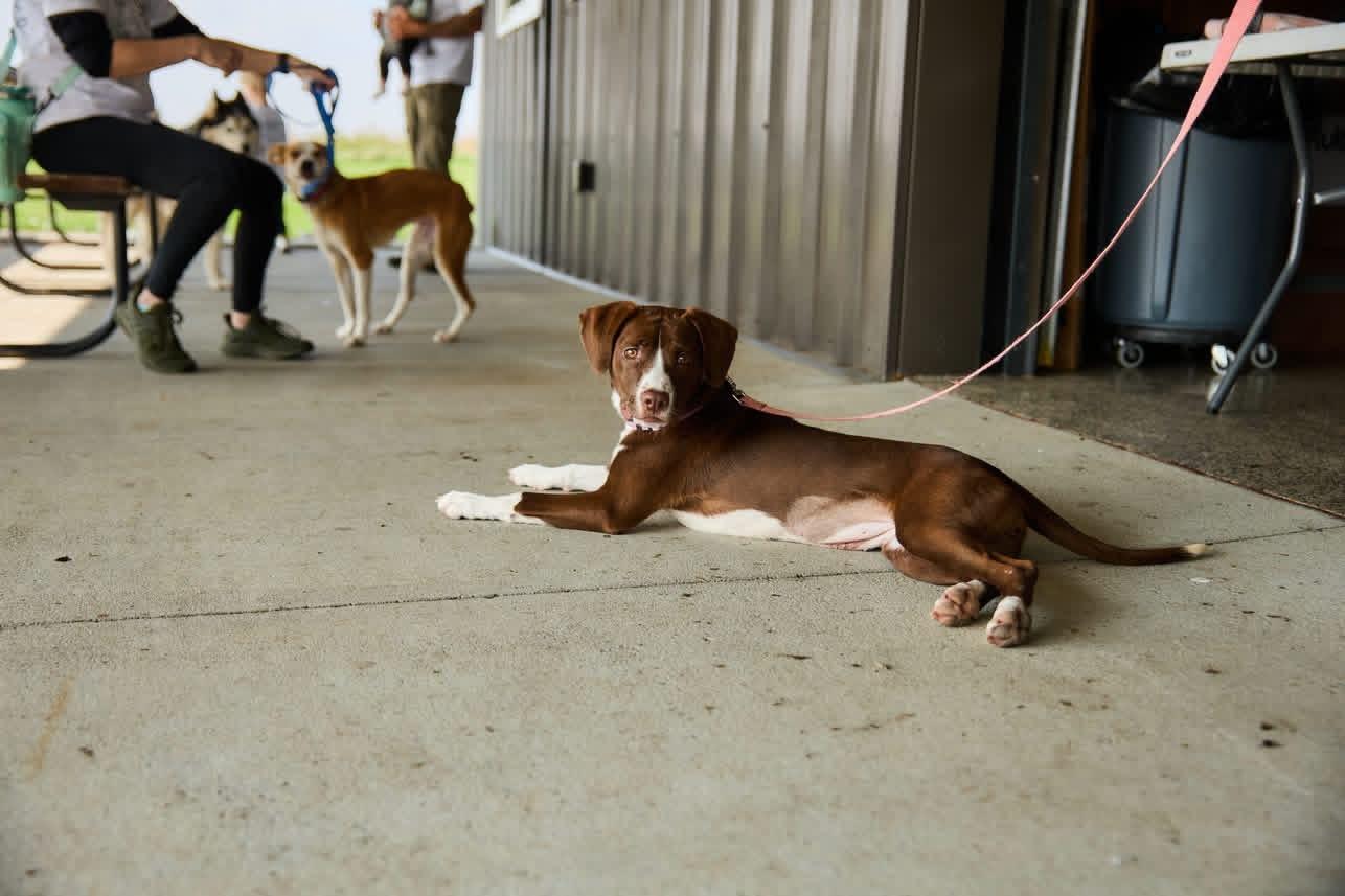 Penny, Adoptable, Young Female American Water Spaniel.