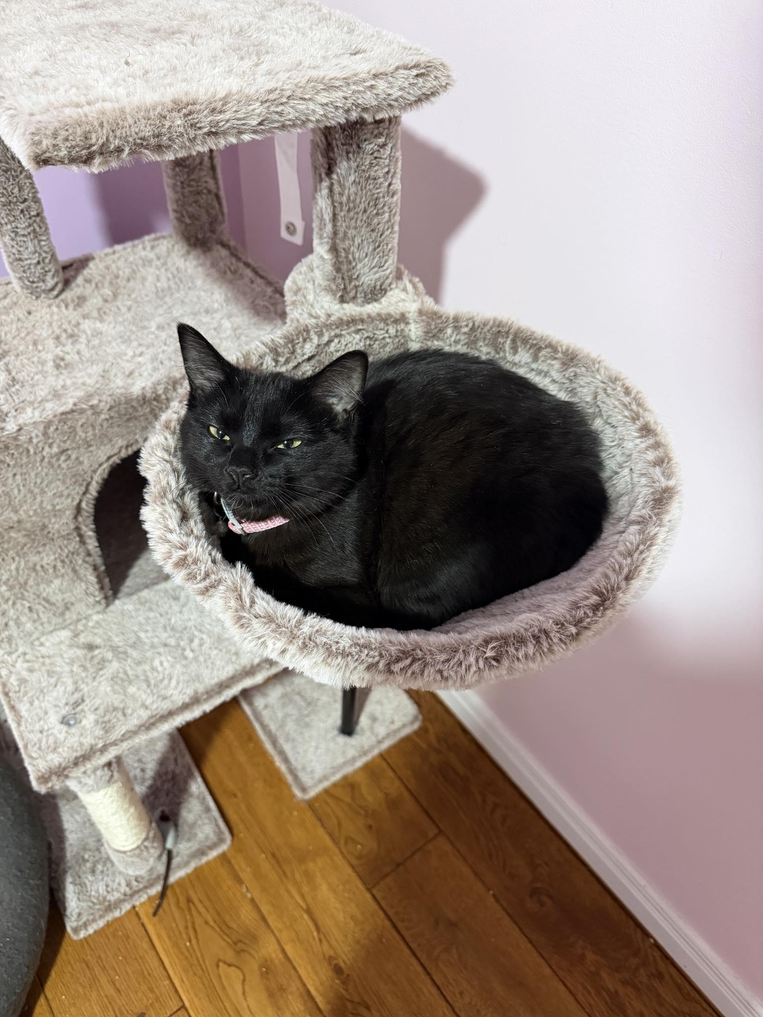 Blackie, adopted, Young Female Domestic Short Hair.