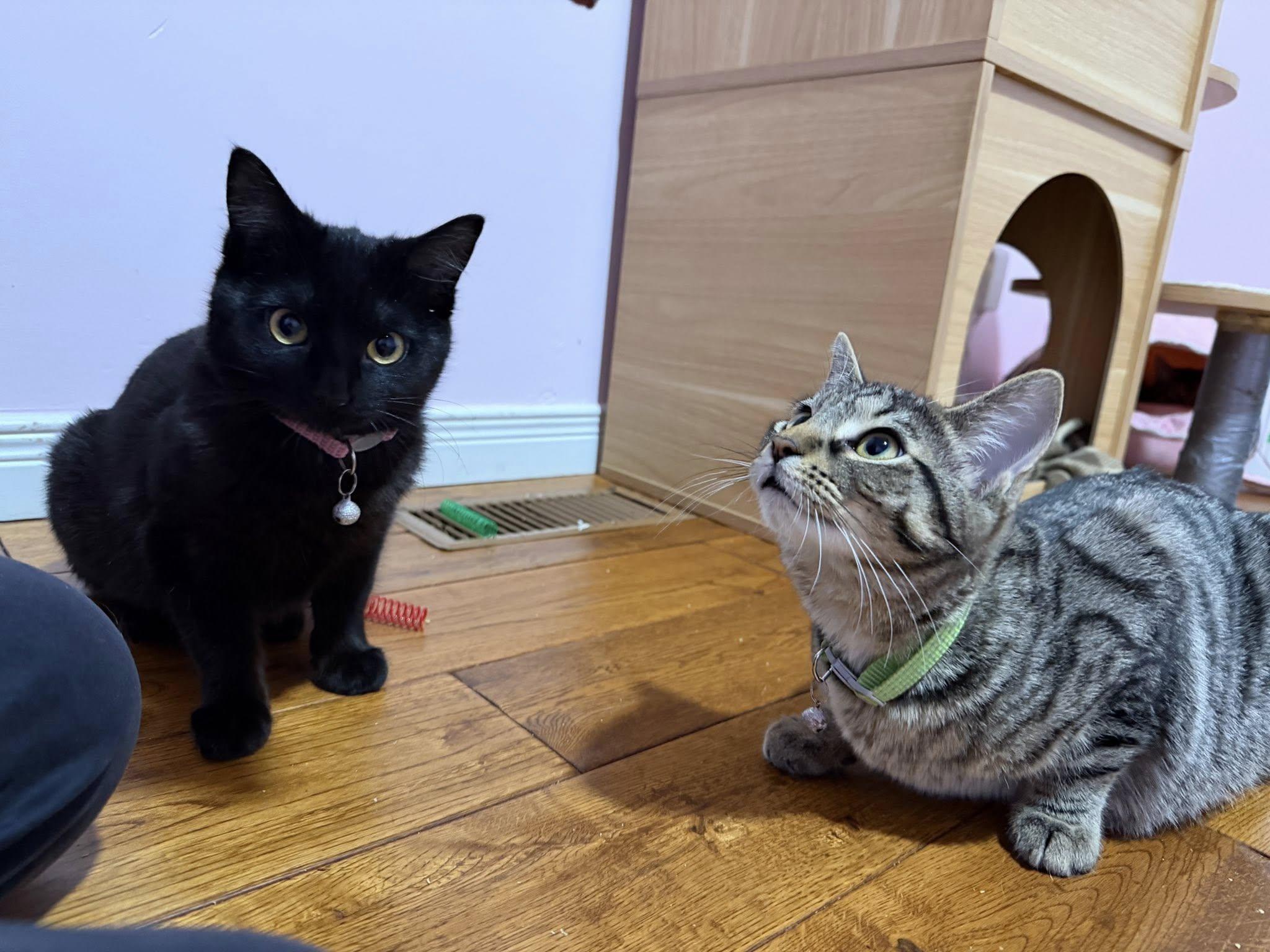 Enlarge Blackie, an adopted Domestic Short Hair in Spencerville, ON image 2/4