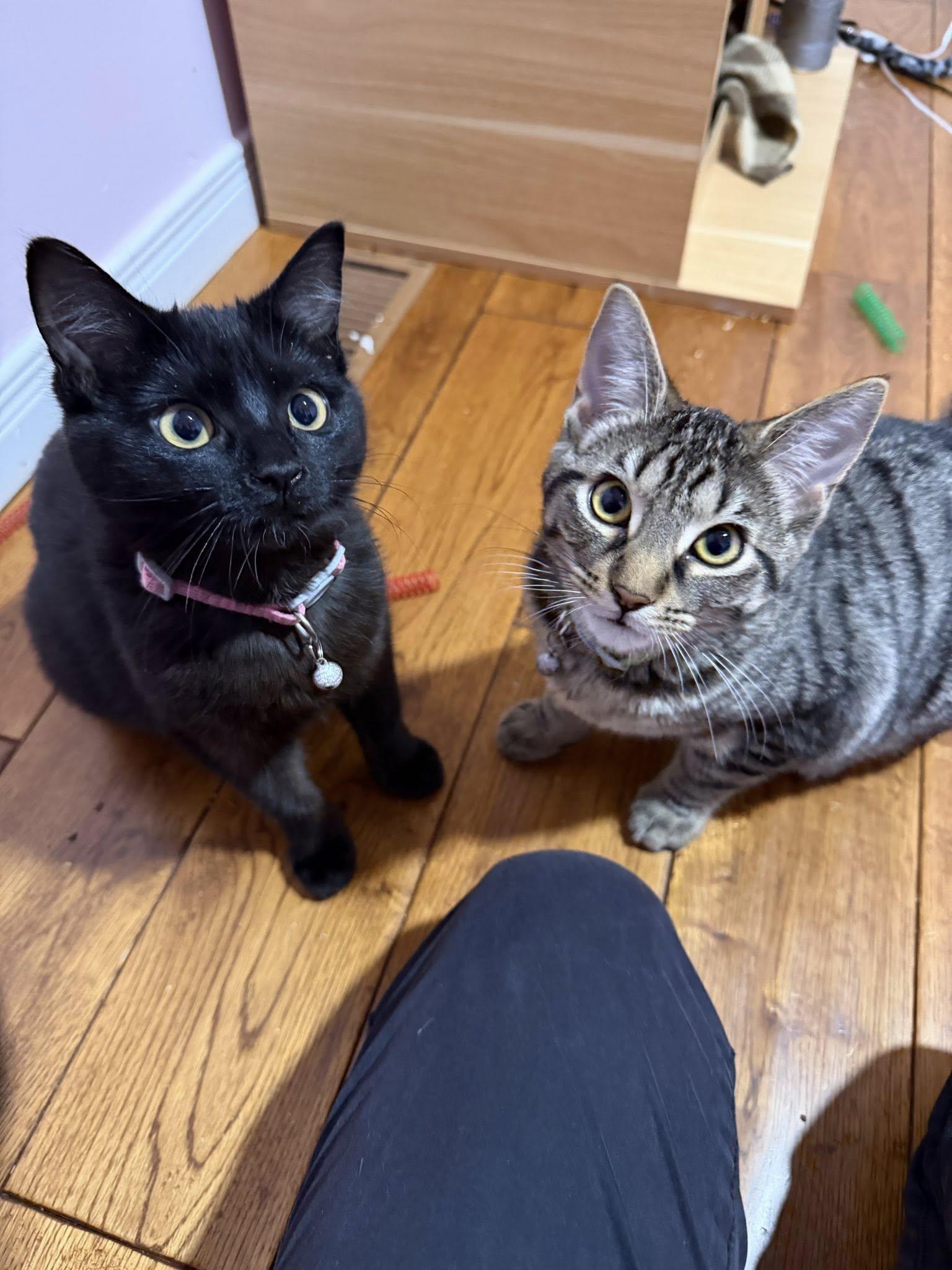 Enlarge Blackie, an adopted Domestic Short Hair in Spencerville, ON image 3/4