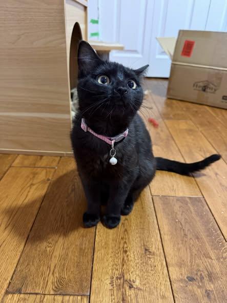 Enlarge Blackie, an adopted Domestic Short Hair in Spencerville, ON image 4/4