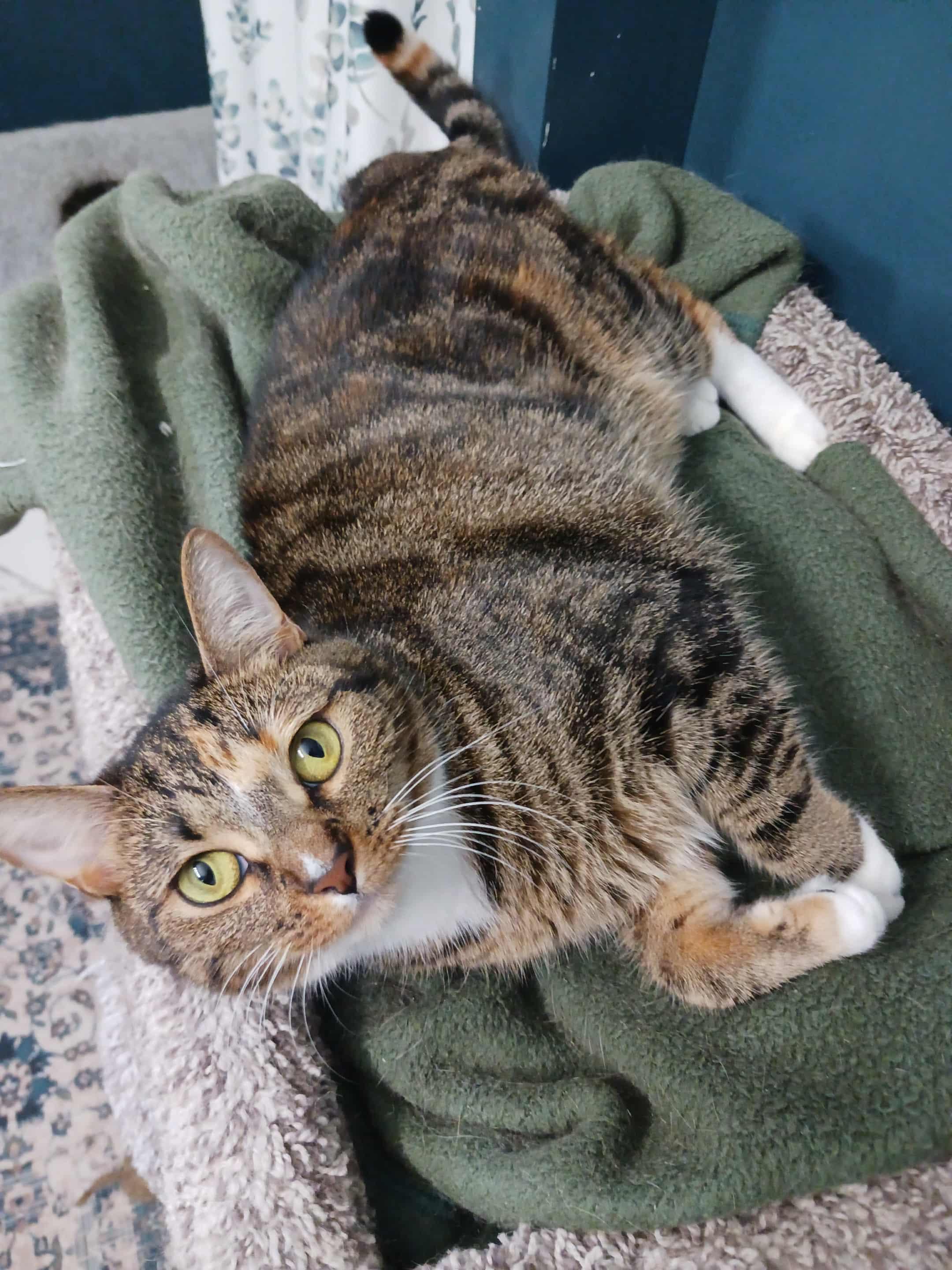 Sally & Birdie, a Adoptable Domestic Short Hair in Jacksonville, FL image 2/6