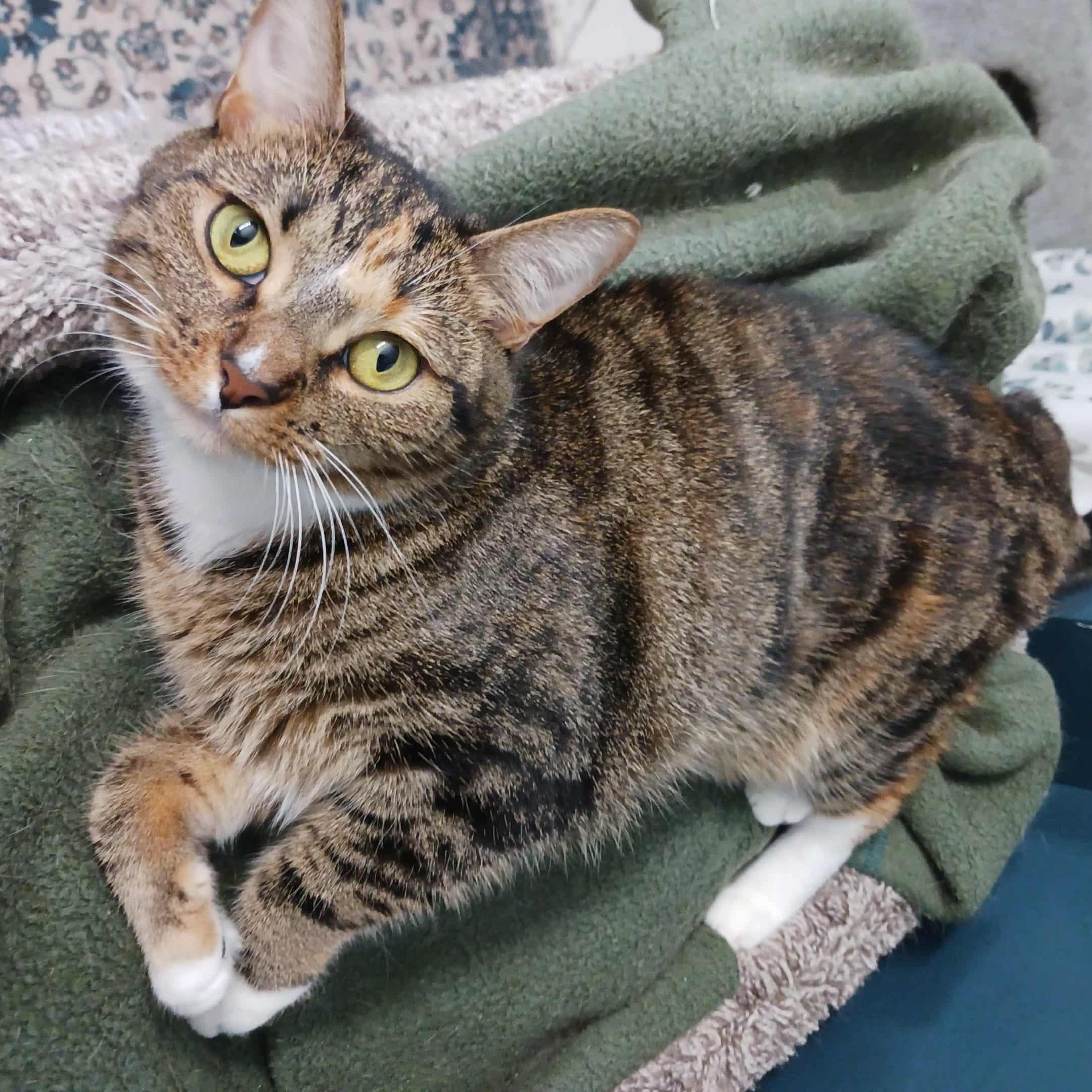 Enlarge Sally & Birdie, a Adoptable Domestic Short Hair in Jacksonville, FL image 4/6