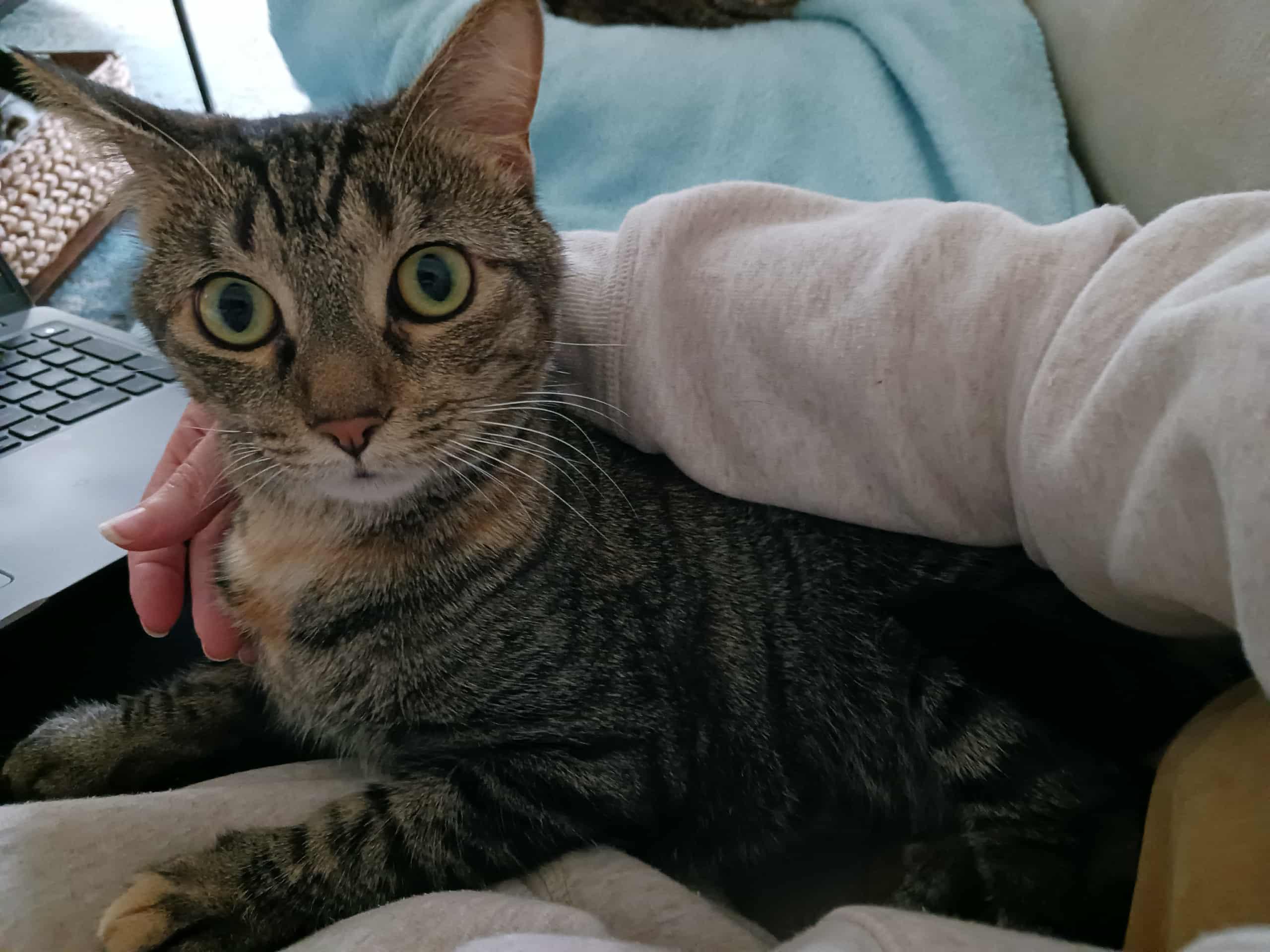 Sally & Birdie, an adoptable Domestic Short Hair in Jacksonville, FL, 32206 | Photo Image 5