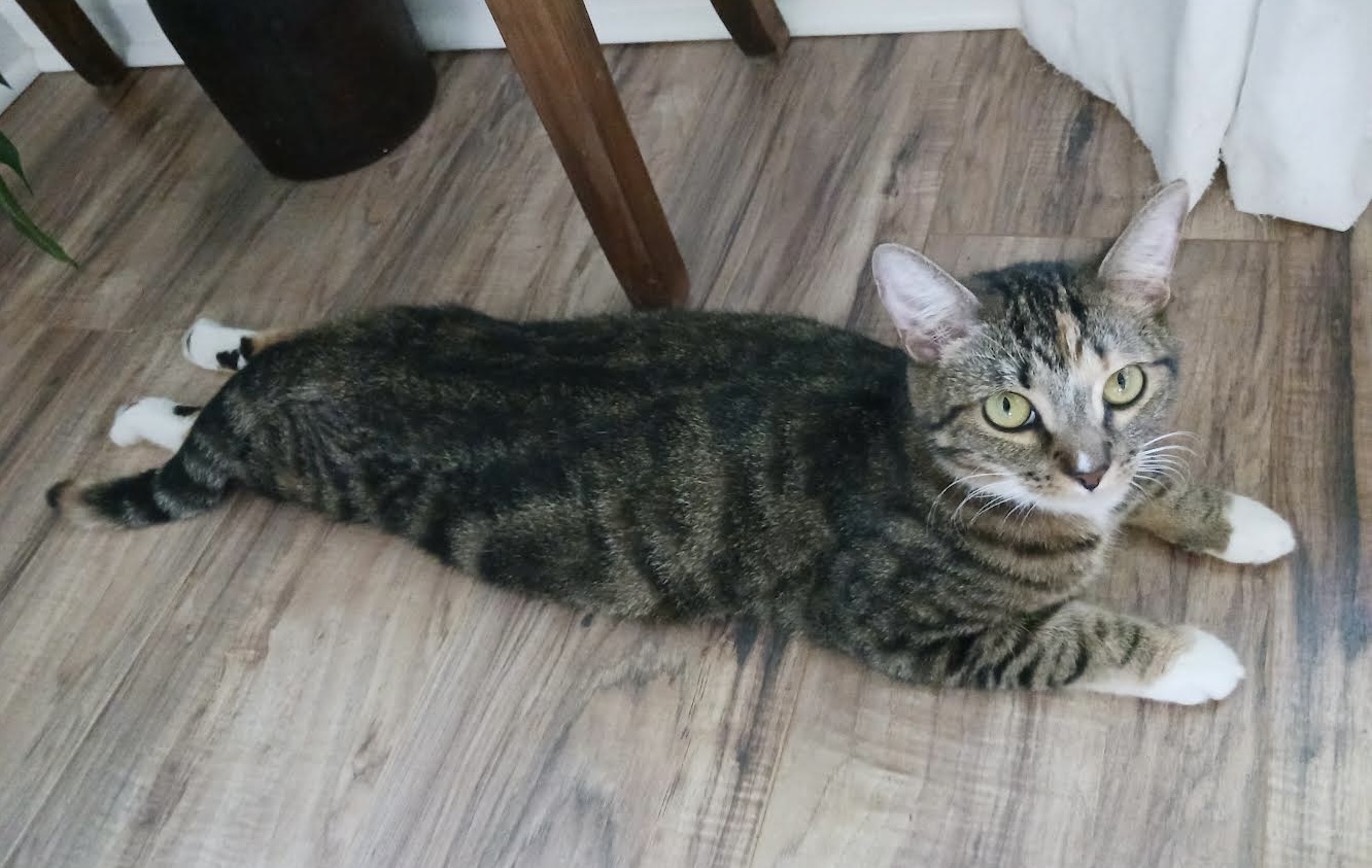 Sally & Birdie, a Adoptable Domestic Short Hair in Jacksonville, FL image 4/6