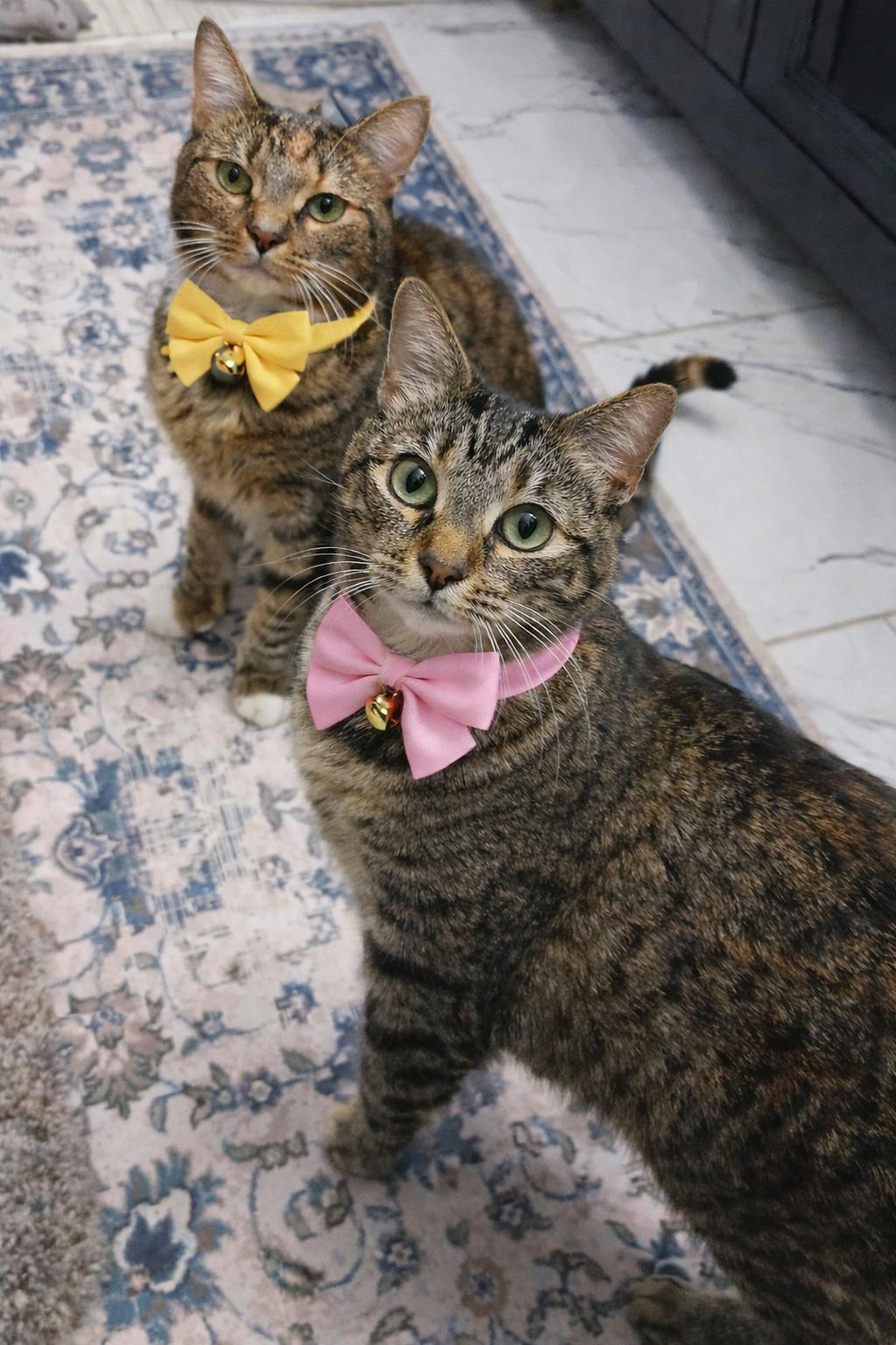 Enlarge Sally & Birdie, a Adoptable Domestic Short Hair in Jacksonville, FL image 1/6