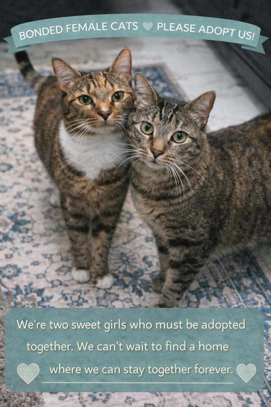 Enlarge Sally & Birdie, a Adoptable Domestic Short Hair in Jacksonville, FL image 2/6